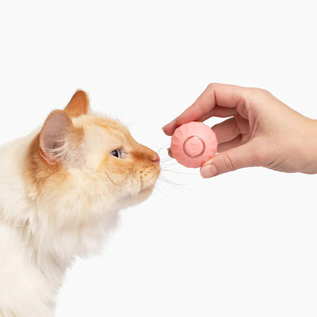 CatSfera™ - 
